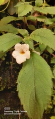 Achimenes
