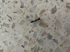 Odontomachus opaciventris