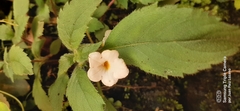 Achimenes