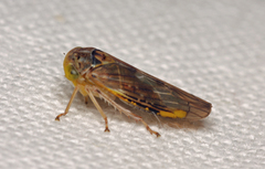 Idiocerus stigmaticalis