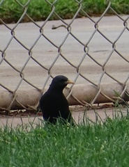 Sturnus vulgaris