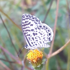 Leptotes cassius cassius