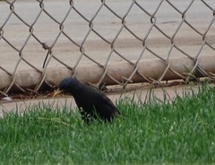 Sturnus vulgaris