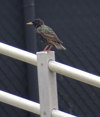 Sturnus vulgaris
