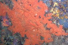 Spirastrella cunctatrix