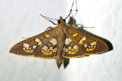 Prenesta fenestrinalis