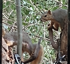 Sciurus niger