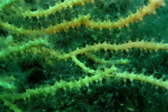 Eunicella cavolini