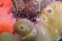 Clavularia crassa