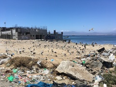 Larus dominicanus dominicanus