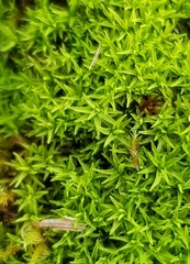 Trichostomum crispulum