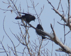 Corvus monedula