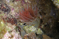 Bunodactis rubripunctata