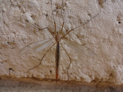 Tipulomorpha