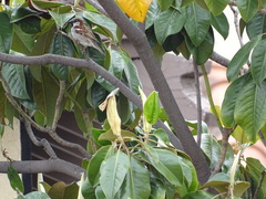 Passer domesticus
