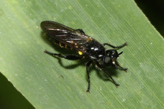 Choerades marginata
