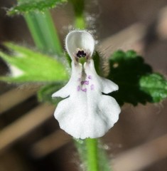 Stachys natalensis