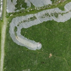 Phyllocnistis labyrinthella