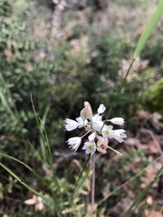 Allium rupestre