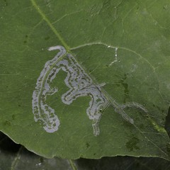 Phyllocnistis labyrinthella