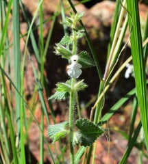 Stachys natalensis