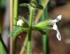 Stachys natalensis