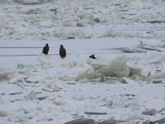 Haliaeetus albicilla