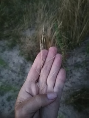 Agrostis vinealis