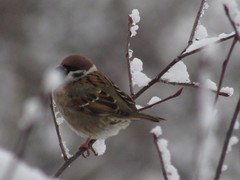 Passer montanus