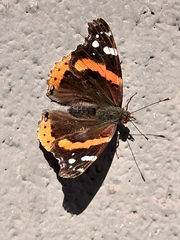 Vanessa atalanta