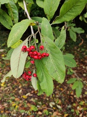 Cotoneaster frigidus