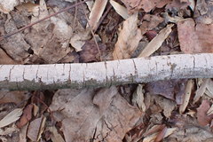 Phlyctis boliviensis