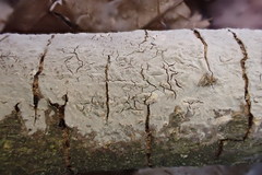 Phlyctis boliviensis