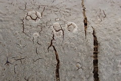 Phlyctis boliviensis