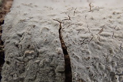 Phlyctis boliviensis