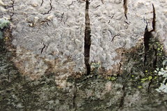 Phlyctis boliviensis