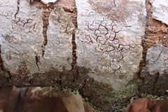 Phlyctis boliviensis