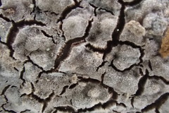 Phlyctis boliviensis