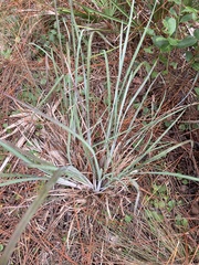 Andropogon capillipes