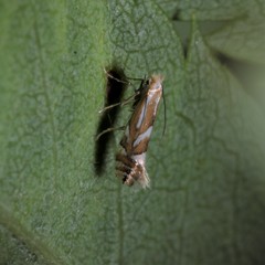 Phyllonorycter sorbi