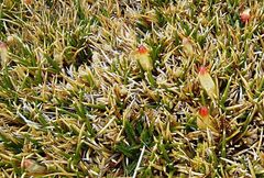Oxychloe andina