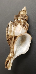 Boreotrophon alaskanus