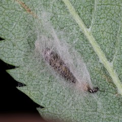 Phyllonorycter sorbi