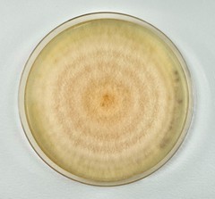 Fusarium