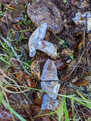 Glaucopodes