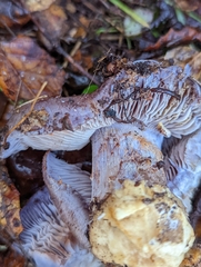Glaucopodes