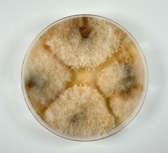 Fusarium