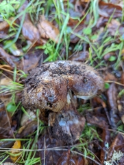 Glaucopodes