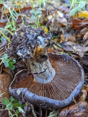 Glaucopodes