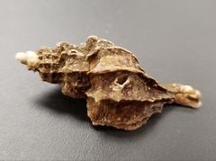 Boreotrophon alaskanus